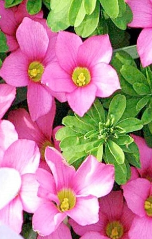 Oxalis - Hirt Gothenburg 3 Bulbs