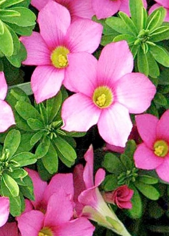 Oxalis - Hirt Gothenburg 3 Bulbs
