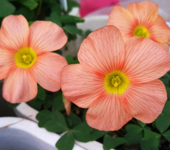 Oxalis - Obtusa 3 Bulbs