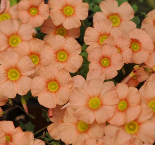 Oxalis - Obtusa 3 Bulbs