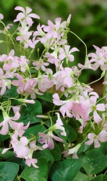 Oxalis triangularis 'Fanny' 3 Bulbs