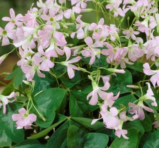 Oxalis triangularis 'Fanny' 3 Bulbs