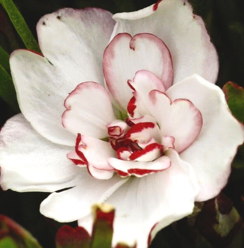 Oxalis Pink Wonder 3 Bulbs