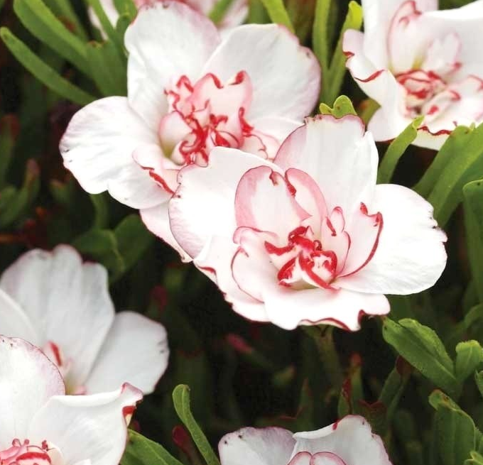 Oxalis Pink Wonder 3 Bulbs