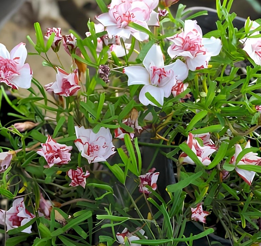 Oxalis Pink Wonder 3 Bulbs