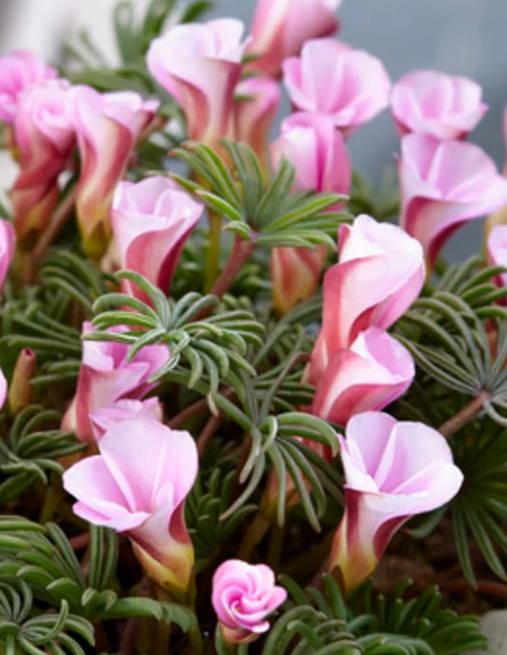 Oxalis Autumn Pink 3 Bulbs