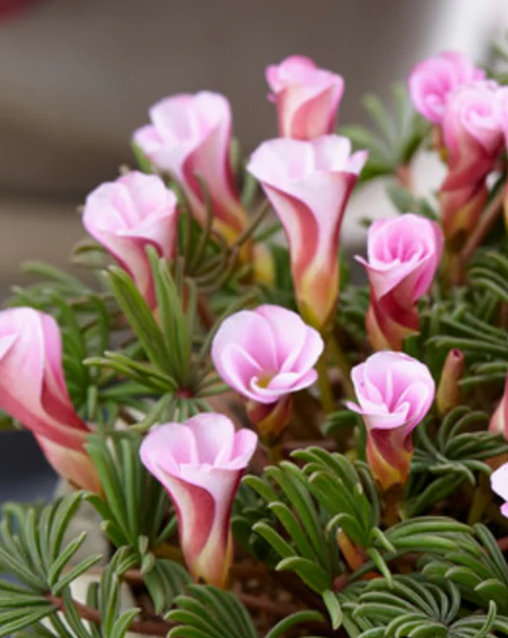 Oxalis Autumn Pink 3 Bulbs