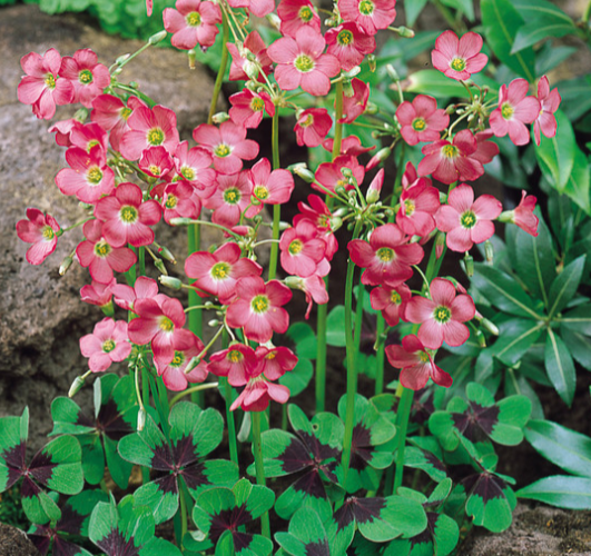 Oxalis Deppei-Sorrel Iron Cross 10 Bulbs