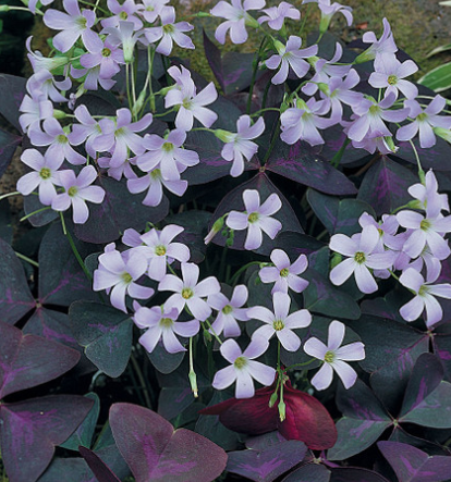 Oxalis Triangularis 5 Bulbs