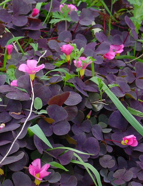 Oxalis Purpurea Garnet 3 Bulbs