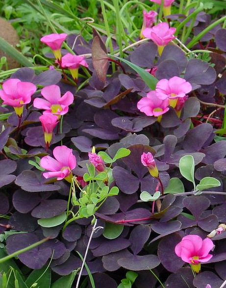 Oxalis Purpurea Garnet 3 Bulbs