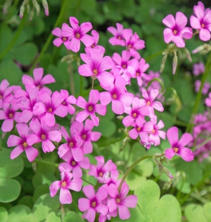 Oxalis Rubra 3 Bulbs