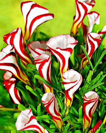 Oxalis Versicolor 3 Bulbs