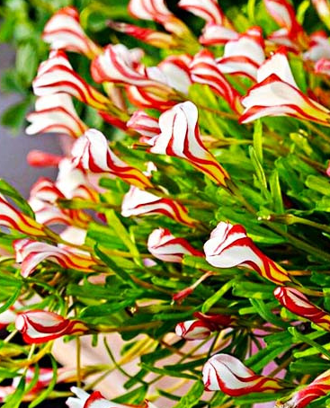 Oxalis Versicolor 3 Bulbs