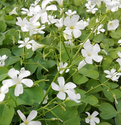 Oxalis Triangularis Alba 5 Bulbs