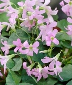 Oxalis triangularis Amber 5 Bulbs