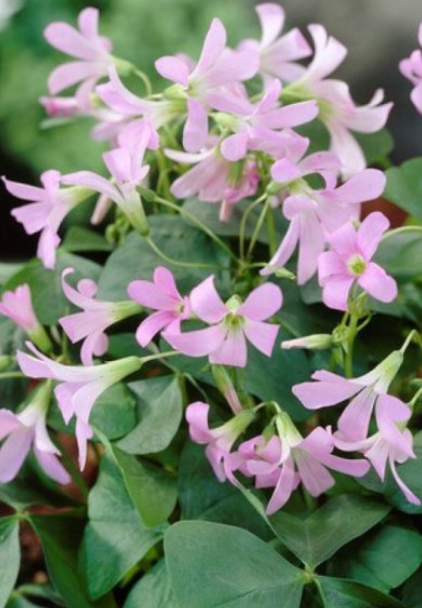 Oxalis triangularis Amber 5 Bulbs