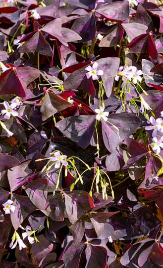 Oxalis Sunny 5 Bulbs