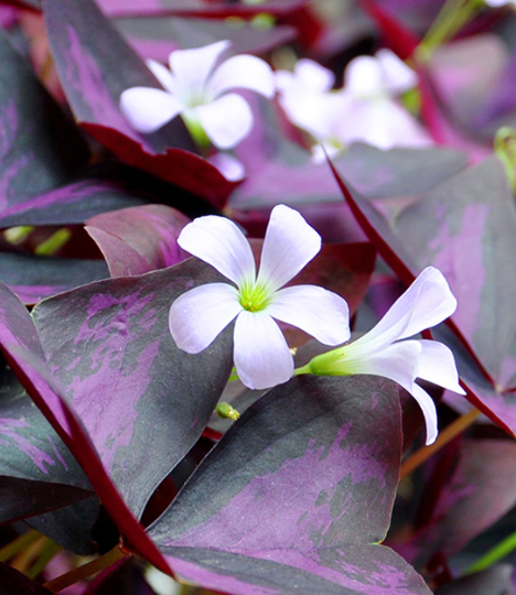 Oxalis Sunny 5 Bulbs