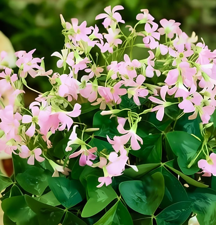 Oxalis Birgit 5 Bulbs