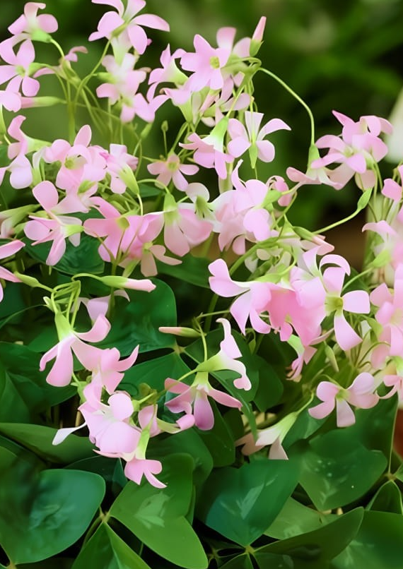 Oxalis Birgit 5 Bulbs