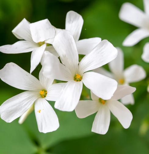 Oxalis Regnellii 5 Bulbs