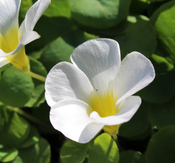 Oxalis Regnellii 5 Bulbs