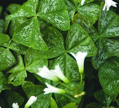 Oxalis Irish Mist 5 Bulbs