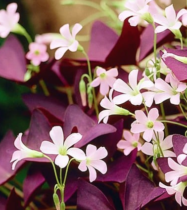 Oxalis Mijke 5 Bulbs