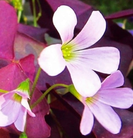 Oxalis Mijke 5 Bulbs