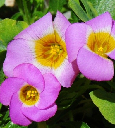 Oxalis Depressa 5 Bulbs