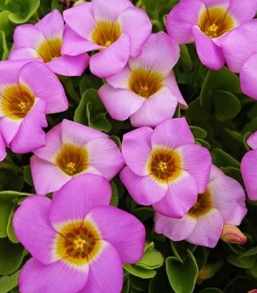 Oxalis Depressa 5 Bulbs