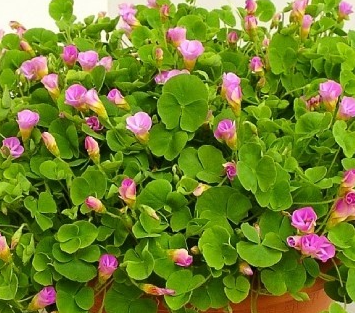 Oxalis Depressa 5 Bulbs