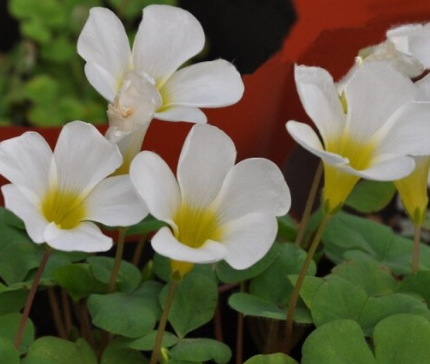 Oxalis White Hibiscus 3 Bulbs