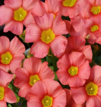 Oxalis Colorette 3 Bulbs