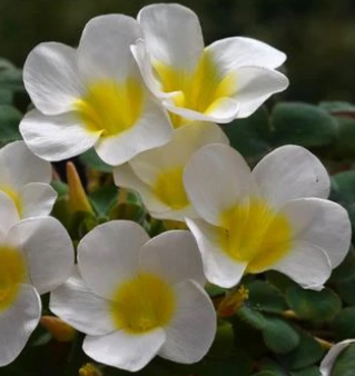 Oxalis Alaska 3 Bulbs