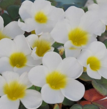 Oxalis Alaska 3 Bulbs