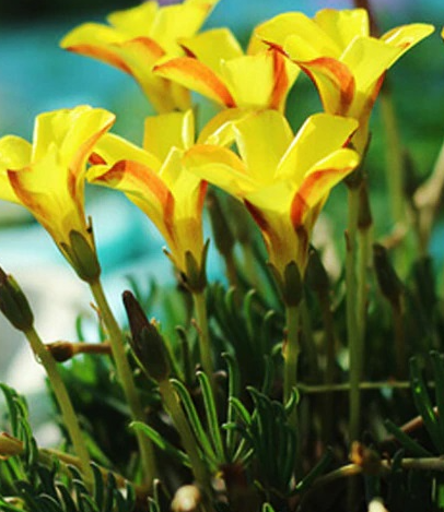 Oxalis Yellow Namaquensis 3 Bulbs