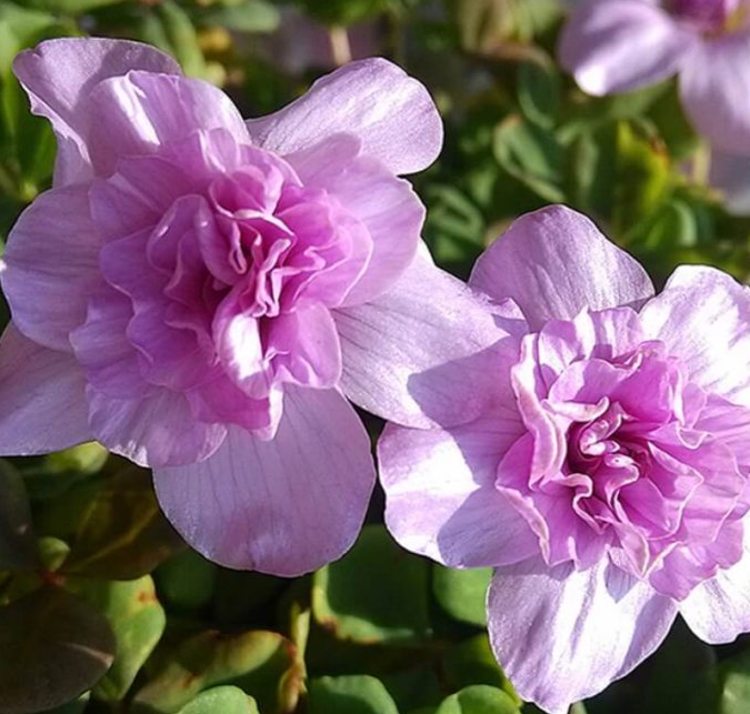 Oxalis Nidulans Pompom 3 Bulbs