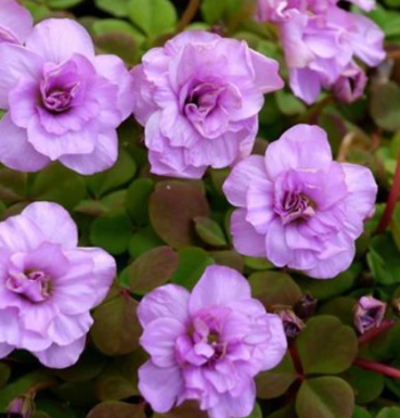 Oxalis Nidulans Pompom 3 Bulbs