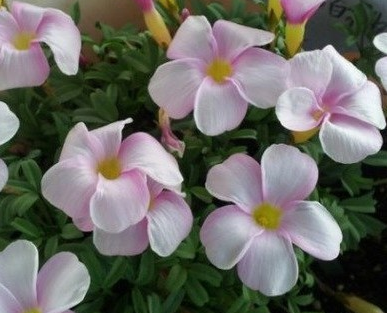 Oxalis Pink White 3 Bulbs
