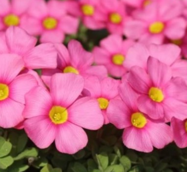 Oxalis Obtusa Raspberry 3 Bulbs
