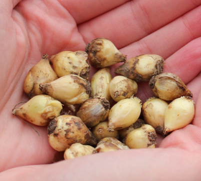 Chionodoxa - Rosea 5 Bulbs