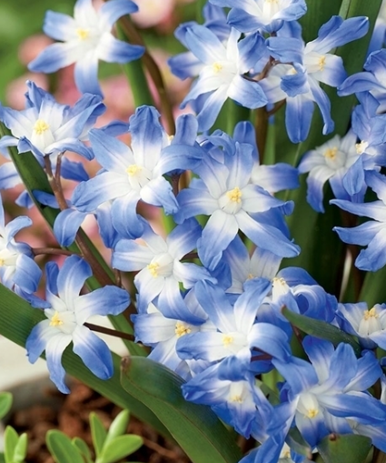 Chionodoxa - Snow Shining Blue Giant 5 Bulbs