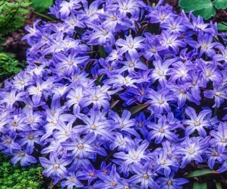 Chionodoxa - Snow Lucilea 5 Bulbs