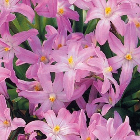 Chionodoxa - Rosea 5 Bulbs