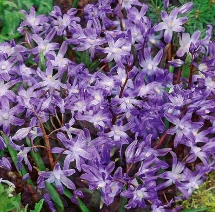 Chionodoxa - Snow White Violet Beauty 5 Bulbs