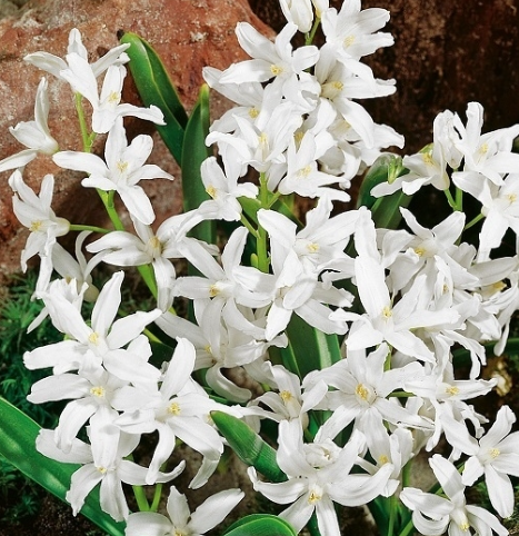 Chionodoxa - Snow White Alba 5 Bulbs
