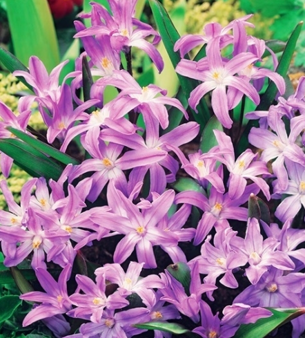 Chionodoxa - Snowy Rose Queen 5 Bulbs