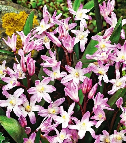Chionodoxa Forbesi - Pink Giant Snowman 5 Bulbs